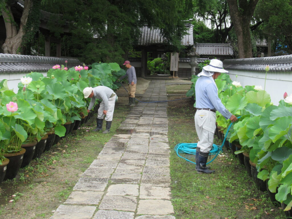 早朝から蓮に水やりをする檀信徒